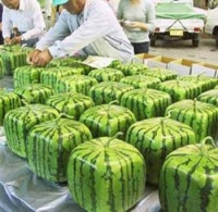 squarewatermelon2.jpg