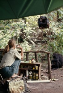 Dr. Jane Goodall and Fifi, the chimpanzee